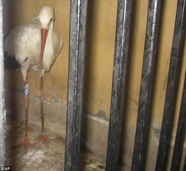 A migrating stork held in a police station after being suspected of espionage, in Qena governorate, Southern Egypt © Associated Press