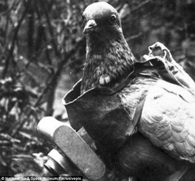 Dr. Julius Neubronner con una «paloma cámara» © Museo Nacional del Aire y el Espacio de EE. UU.