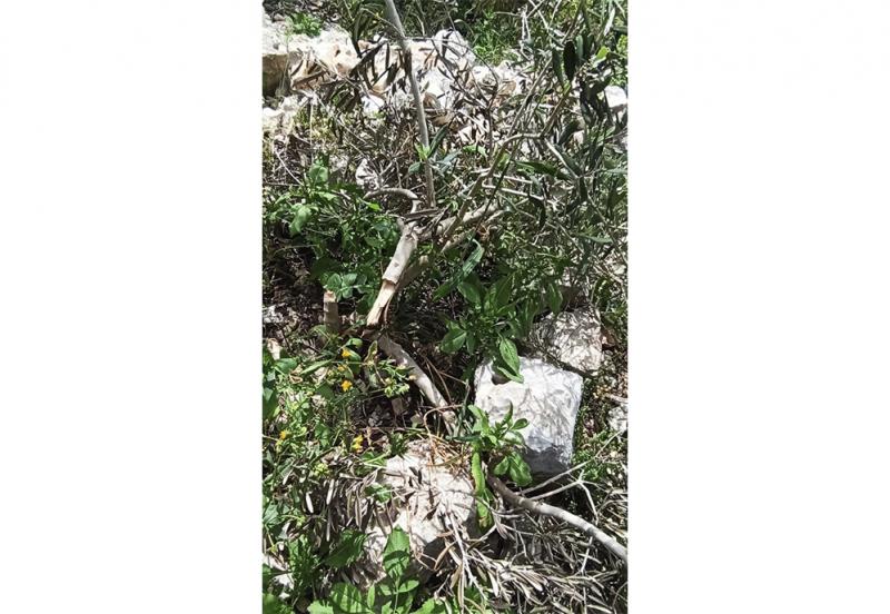 Vandalised olive trees on Akef’s land, March 2020 Vandalised olive trees on Akef’s land, March 2020