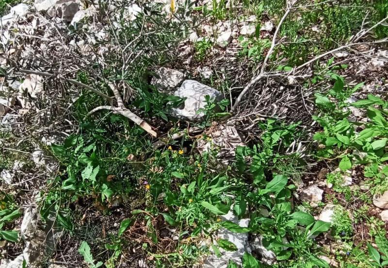 Vandalised olive trees on Akef’s land, March 2020 Vandalised olive trees on Akef’s land, March 2020