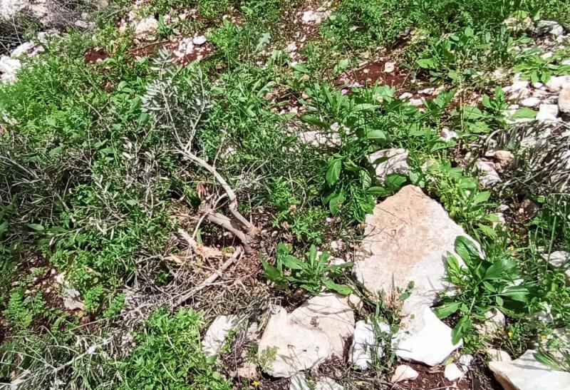 Vandalised olive trees on Akef’s land, March 2020 Vandalised olive trees on Akef’s land, March 2020