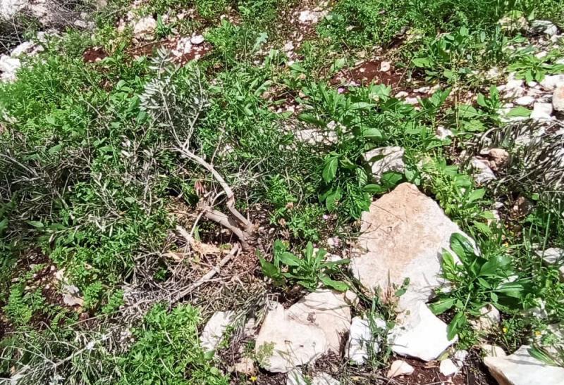 Vandalised olive trees on Akef’s land, March 2020