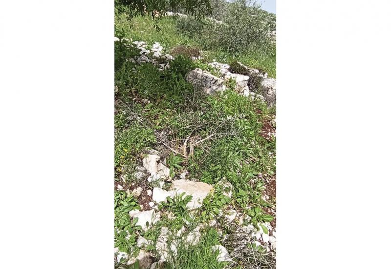 Vandalised olive trees on Akef’s land, March 2020