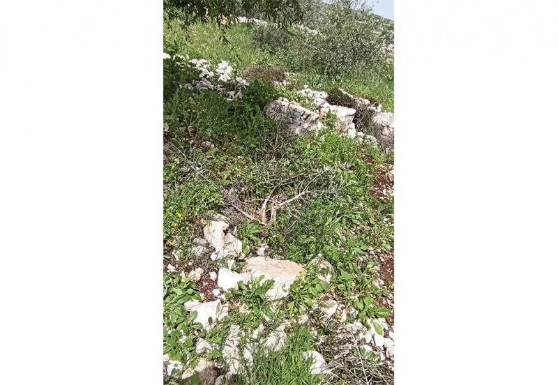 Vandalised olive trees on Akef’s land, March 2020 Vandalised olive trees on Akef’s land, March 2020