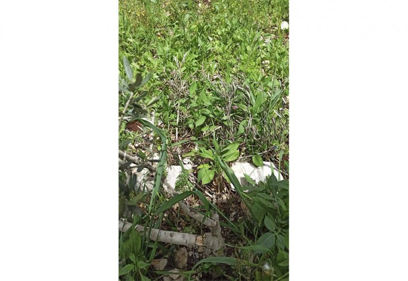 Olivos destrozados en la tierra de Akef, marzo de 2020 Olivos destrozados en la tierra de Akef, marzo de 2020