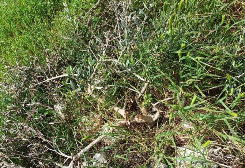 Olivos destrozados en la tierra de Akef, marzo de 2020 Olivos destrozados en la tierra de Akef, marzo de 2020