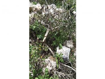 Olivos destrozados en la tierra de Akef, marzo de 2020